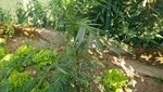 plante jardin 3 (Copier).jpg