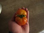 La voici.La joyau d'oaxaca est normalement une variante de la tomate ananas,en plus petite.