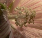 fleur à déterminer macro.jpg