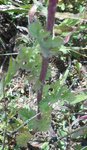 DSCN3231.JPG