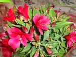 DSC09497.JPG