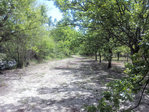 Les arbres trop alignés et serrés