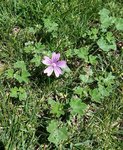 Geranium - 28 C.jpg