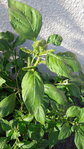 20160714_182844 - copie.jpg