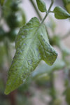 Une des feuilles de tomate avec des taches vraiment distinctes