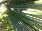 palm2.JPG