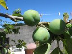 IMG_0248.jpg