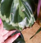 20160715_190234.jpg