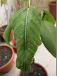 ficus 2.jpg