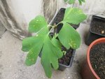 ginkgo.jpg