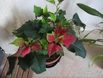 POINSETTIA.jpg