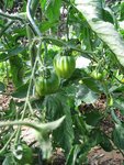 IMG_3569.JPG