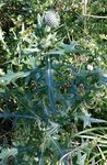 Echinops.jpg