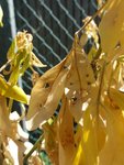 Détail des feuilles les plus atteintes