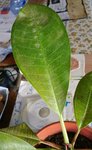 plumeria3.jpg