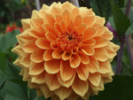 DSCF6667.jpg