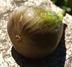 Figue fleur 59.JPG