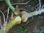 oignons patates blancs 2016.jpg