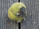 pêche3-3.JPG