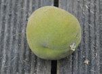 pêche2-2.JPG