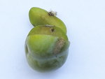 ponted'insecte