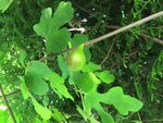 IMG_3493.JPG