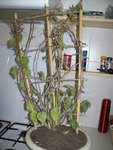 100_50471.jpg