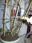 100_50511.jpg