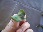 100_50841.jpg