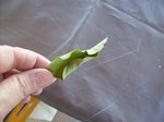 100_50861.jpg
