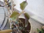 100_50881.jpg
