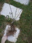 100_50761.jpg