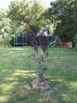 prunus.jpg