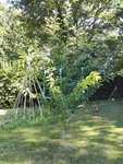 prunus2.jpg