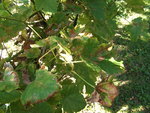 Chasselas-1.jpg