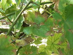 Chasselas-2.jpg