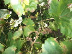 Chasselas-3.jpg