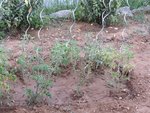 Les plants qui sèchent le plus