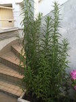 escalier.jpg