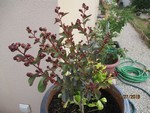 IMG_08651.JPG