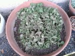 Euphorbia pugniformis fa cristata.jpg