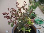 IMG_08652.JPG