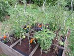 tomates en vue .JPG