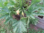 courgettes.jpg