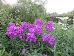 2016-07-21PHLOX 1.jpg