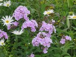 2016-07-21 PHLOX 2.jpg