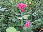 2016-07-21 PHLOX 3.jpg