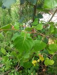 20160723_135710.jpeg