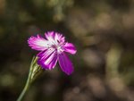 plantes.jpg