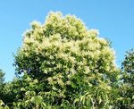 Arbre 1 - 30 E.jpg